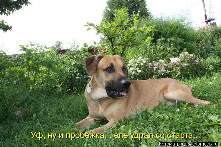 Котоматрица: Уф, ну и пробежка... еле удрал со старта...