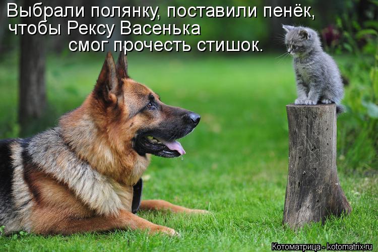 Котоматрица: Выбрали полянку, поставили пенёк,  чтобы Рексу Васенька  смог прочесть стишок.