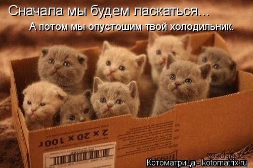 Котоматрица: Сначала мы будем ласкаться... А потом мы опустошим твой холодильник.
