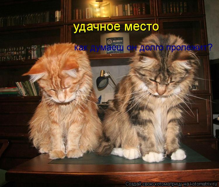 Котоматрица: удачное место как думаеш он долго пролежит?