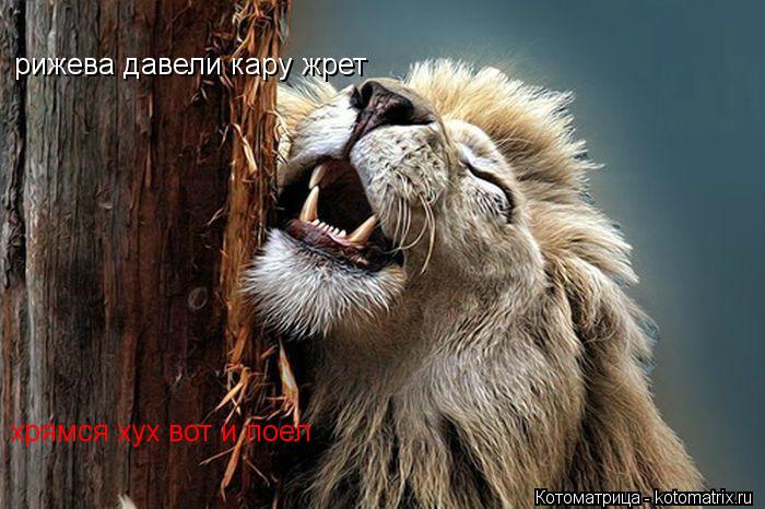 Котоматрица: рижева давели кару жрет хрямся хух вот и поел