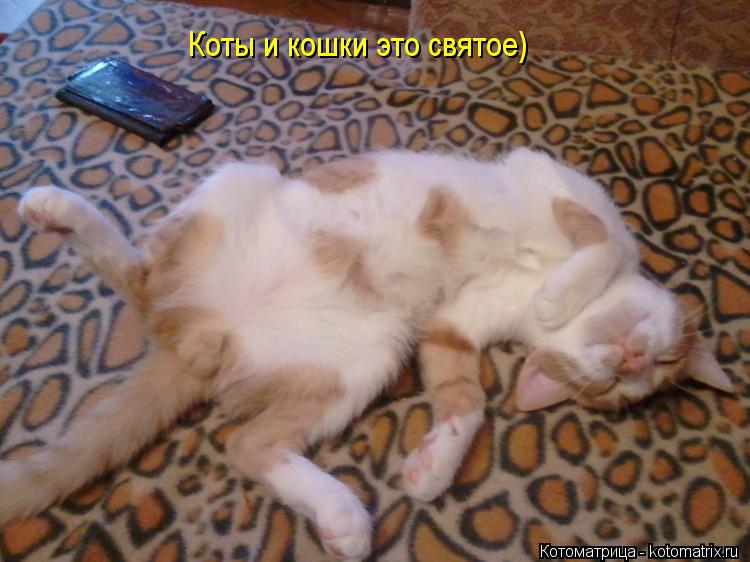 Котоматрица: Коты и кошки это святое)