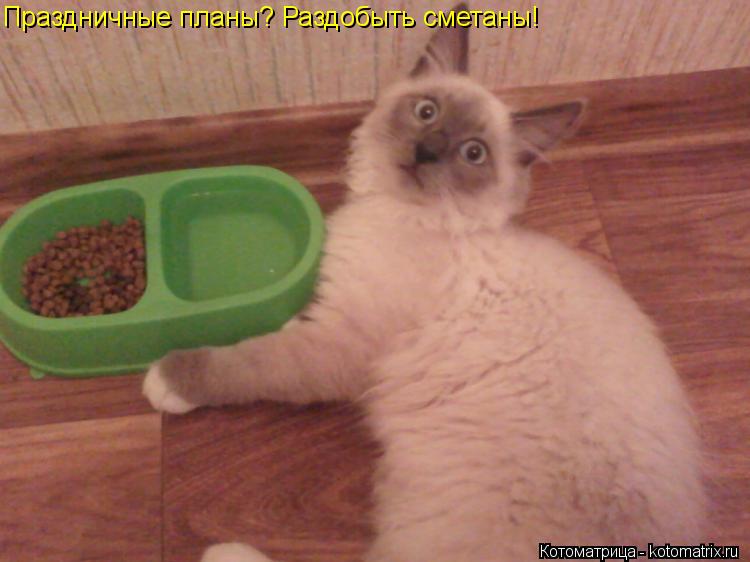 Котоматрица: Праздничные планы? Раздобыть сметаны!