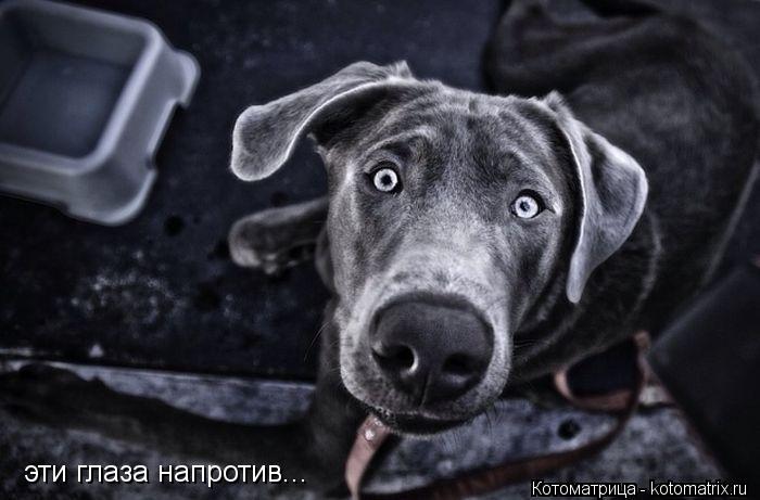 Котоматрица: эти глаза напротив...