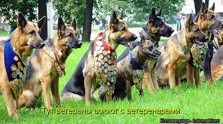 Котоматрица: Тут ветераны воюют Тут ветераны воюют с ветеренарами...