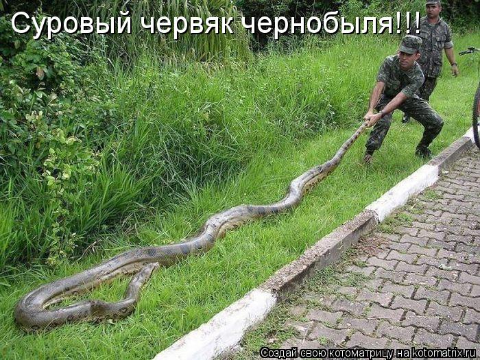 Котоматрица: Суровый червяк чернобыля!!!