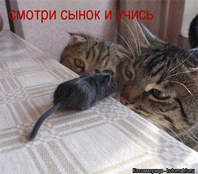 Котоматрица: смотри сынок и учись