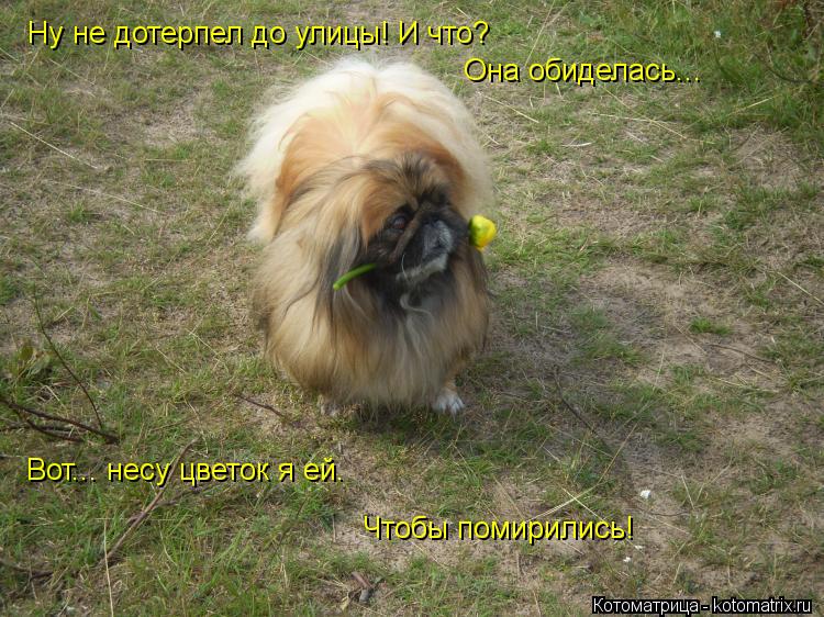Котоматрица: Ну не дотерпел до улицы! И что? Вот... несу цветок я ей. Чтобы помирились! Она обиделась...