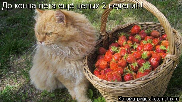 Котоматрица: До конца лета ещё целых 2 недели!!!