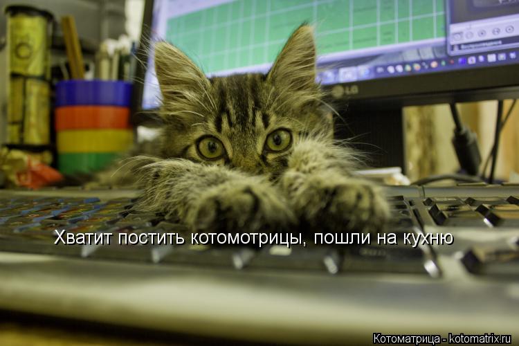 Котоматрица: Хватит постить котомотрицы, пошли на кухню