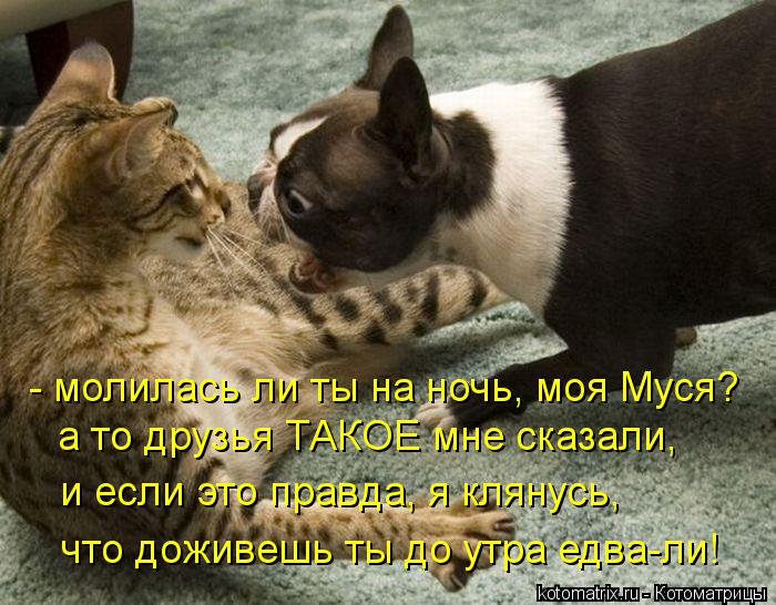 - молилась ли ты на ночь, моя Муся? а то друзья ТАКОЕ мне сказали, и если это правда, я клянусь, что... Котоматрица: - молилась ли ты на ночь, моя Муся? а то друзья ТАКОЕ мне сказали, и если это правда, я клянусь, что доживешь ты до утра едва-ли!