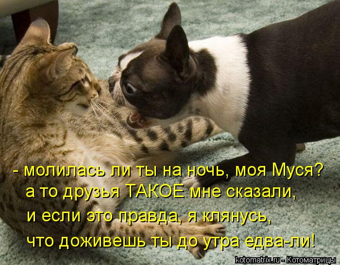 Котоматрица: - молилась ли ты на ночь, моя Муся? а то друзья ТАКОЕ мне сказали, и если это правда, я клянусь,  что доживешь ты до утра едва-ли!