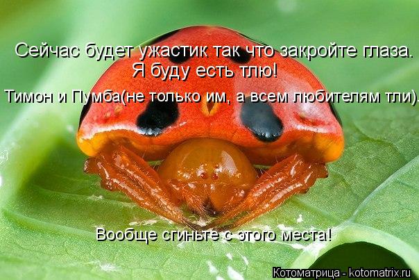Котоматрица: Сейчас будет ужастик так что закройте глаза.  Сейчас будет ужастик так что закройте глаза.  Я буду есть тлю!  Тимон и Пумба(не только им, а все