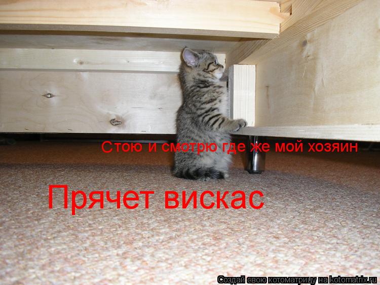 Котоматрица: С тою и смотрю где же мой хозяин  Прячет вискас