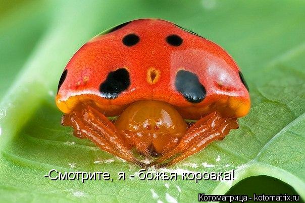 -Смотрите, я - божья коровка!... Котоматрица: -Смотрите, я - божья коровка!
