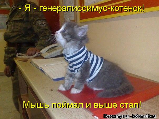 Котоматрица: - Я - генералиссимус-котенок! Мышь поймал и выше стал!