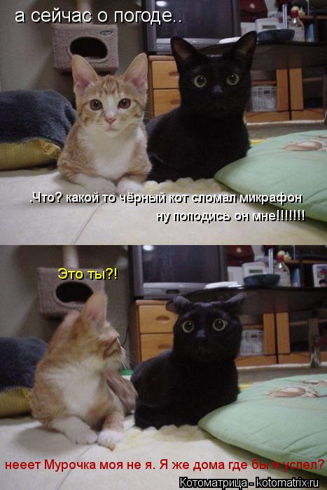 Котоматрица: а сейчас о погоде.. .Что? какой то чёрный кот сломал микрафон ну поподись он мне!!!!!!! Это ты?! нееет Мурочка моя не я. Я же дома где бы я успел?