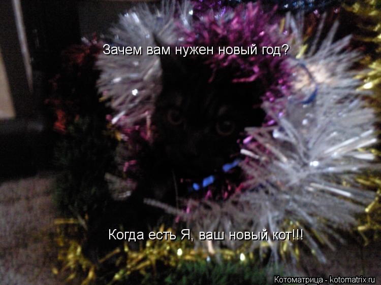 Котоматрица: Зачем вам нужен новый год? Когда есть Я, ваш новый кот!!!