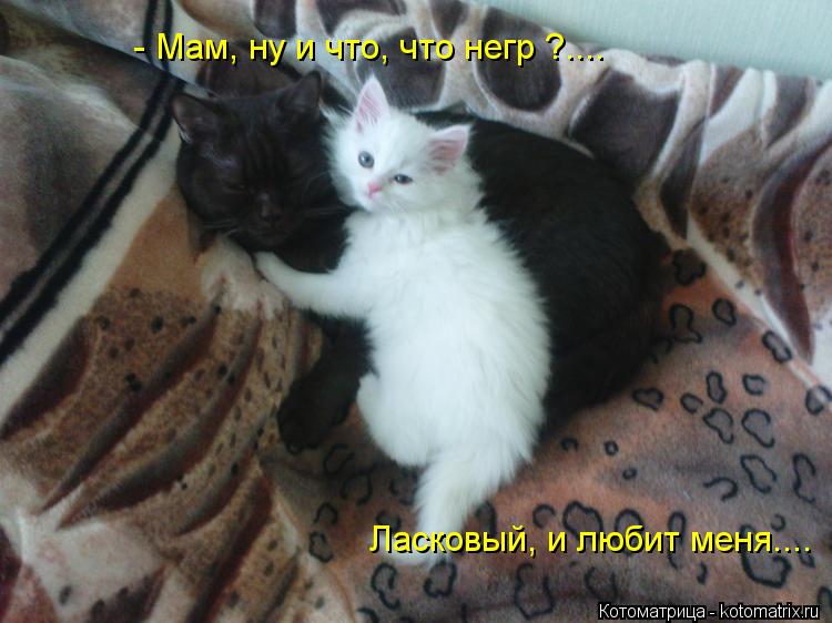 Котоматрица: - Мам, ну и что, что негр ?.... Ласковый, и любит меня....