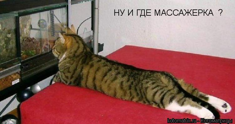 Котоматрица: НУ И ГДЕ МАССАЖЕРКА ?