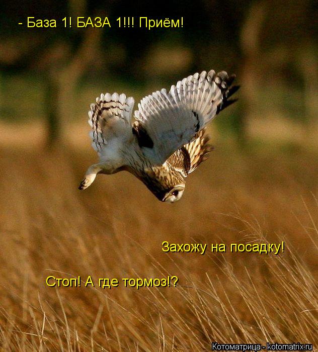 Котоматрица: - База 1! БАЗА 1!!! Приём! Захожу на посадку! Стоп! А где тормоз!?