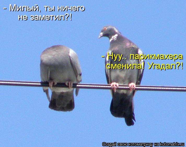 Котоматрица: - Милый, ты ничего не заметил?! - Нуу.. парикмахера сменила! Угадал?!