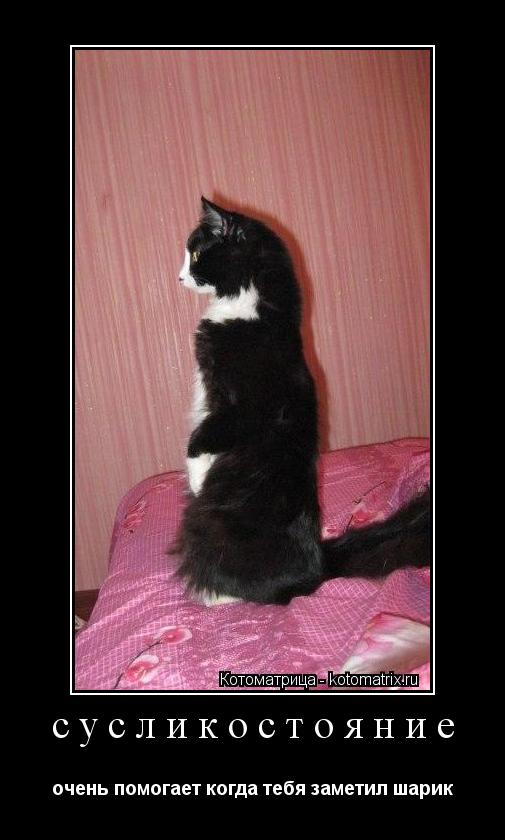 Котоматрица: сусликостояние очень помогает когда тебя заметил шарик