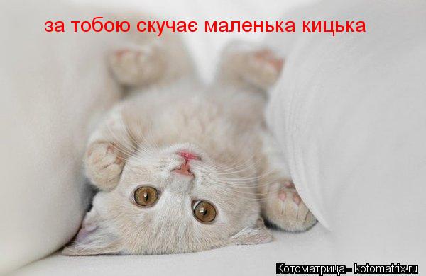 Котоматрица: за тобою скучає маленька кицька