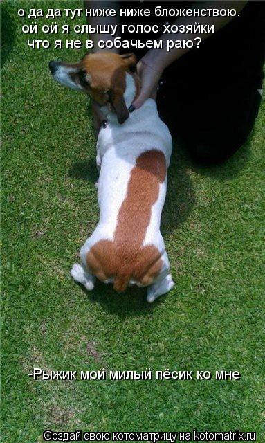 о да да тут ниже ниже бложенствою. -Рыжик мой милый пёсик ко мне ой ой я слышу голос хозяйки что я н... Котоматрица: о да да тут ниже ниже бложенствою. -Рыжик мой милый пёсик ко мне ой ой я слышу голос хозяйки что я не в собачьем раю?