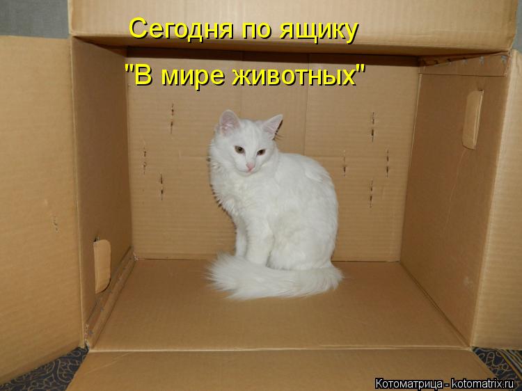 Котоматрица: Сегодня по ящику "В мире животных"