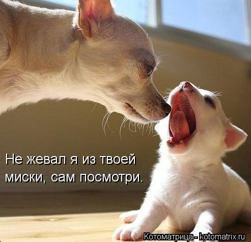 Котоматрица: Не жевал я из твоей миски, сам посмотри.