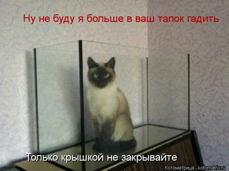 Котоматрица: Ну не буду я больше в ваш тапок гадить Только крышкой не закрывайте