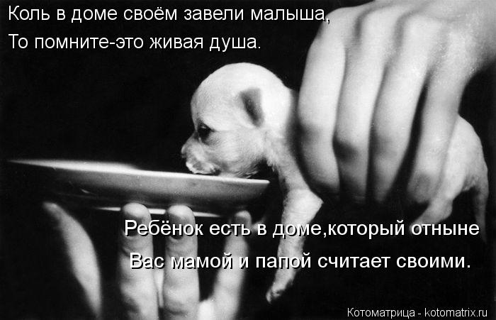 Котоматрица: Коль в доме своём завели малыша, То помните-это живая душа. Ребёнок есть в доме,который отныне Вас мамой и папой считает своими.