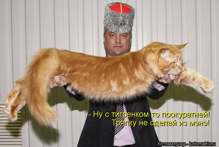 - Ну с тигренком то поокуратней! Тряпку не сделай из мэнэ!... Котоматрица: - Ну с тигренком то поокуратней! Тряпку не сделай из мэнэ!