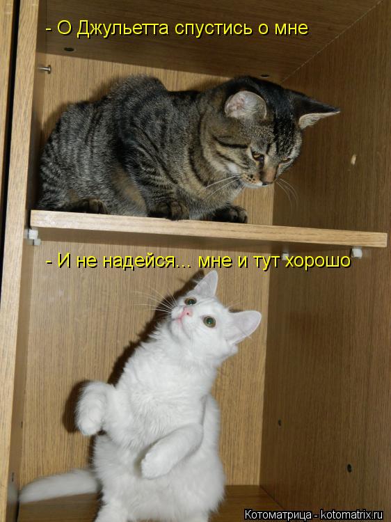- О Джульетта спустись о мне - И не надейся... мне и тут хорошо... Котоматрица: - О Джульетта спустись о мне - И не надейся... мне и тут хорошо