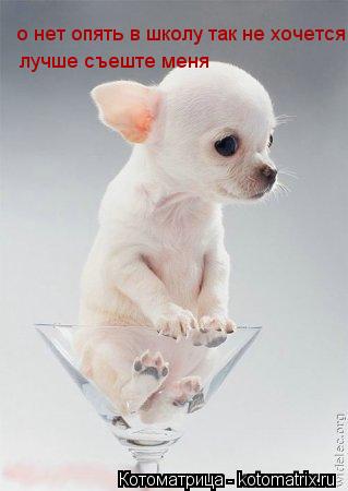 Котоматрица: о нет опять в школу так не хочется  лучше съеште меня