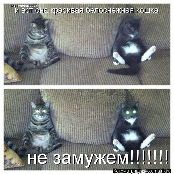 Котоматрица: и вот она красивая белоснежная кошка   (из телевизора)  не замужем!!!!!!!