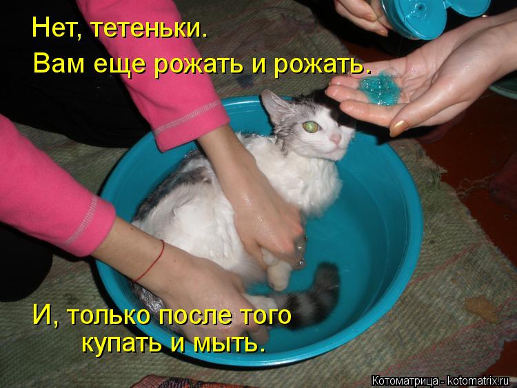 Котоматрица: Нет, тетеньки. Вам еще рожать и рожать. И, только после того  купать и мыть.