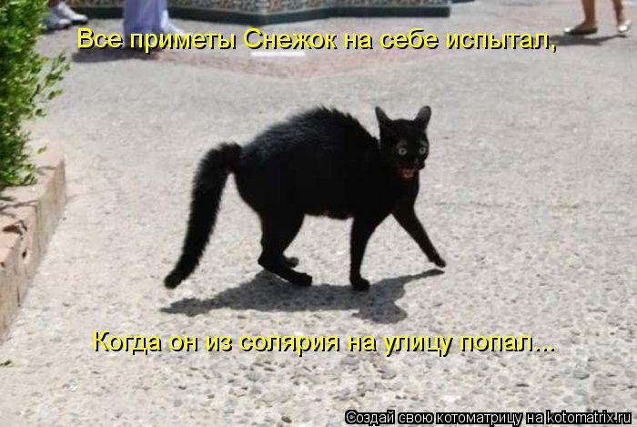 Котоматрица: Все приметы Снежок на себе испытал, Когда он из солярия на улицу попал...