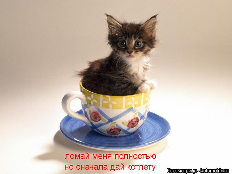 ломай меня полностью но сначала дай котлету... Котоматрица: ломай меня полностью но сначала дай котлету