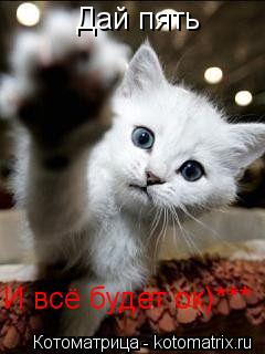Котоматрица: Дай пять  И всё будет ок)***