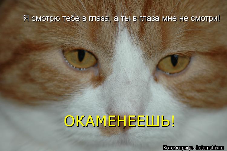 Котоматрица: Я смотрю тебе в глаза, а ты в глаза мне не смотри! ОКАМЕНЕЕШЬ!