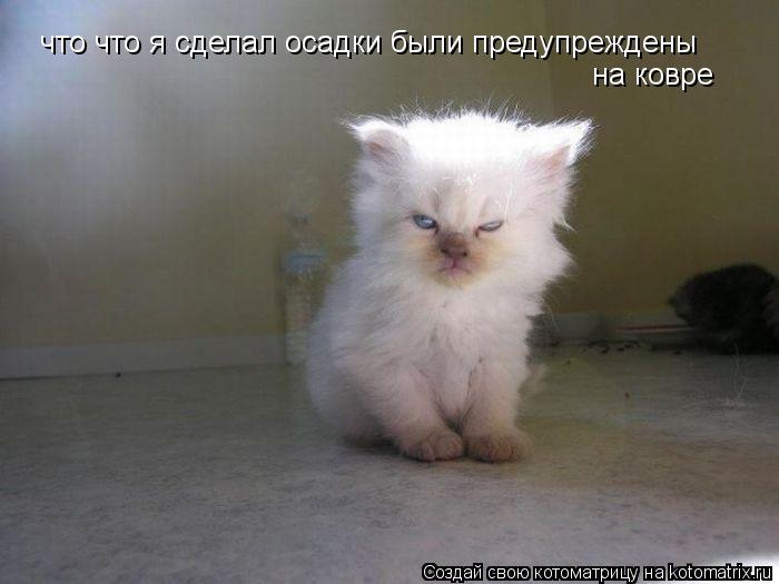 Котоматрица: что что я сделал осадки были предупреждены  на ковре