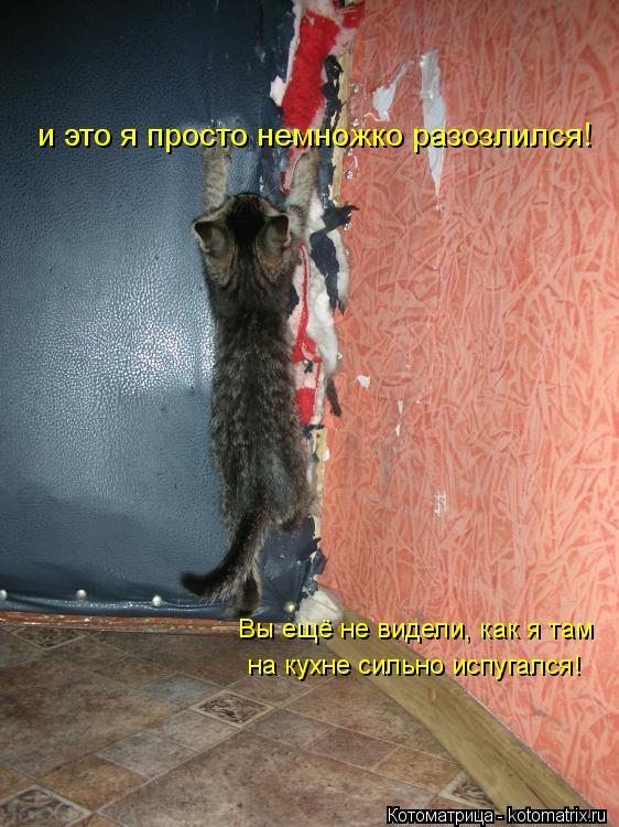 и это я просто немножко разозлился! Вы ещё не видели, как я там на кухне сильно испугался! Вы ещё не ... Котоматрица: и это я просто немножко разозлился! Вы ещё не видели, как я там на кухне сильно испугался! Вы ещё не видели, как я там на кухне сильно испугал