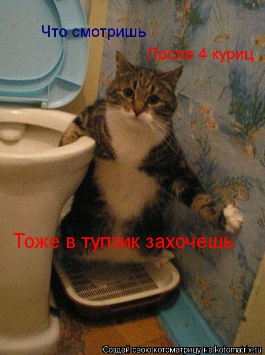 Котоматрица: Что смотришь После 4 куриц Тоже в тупзик захочешь