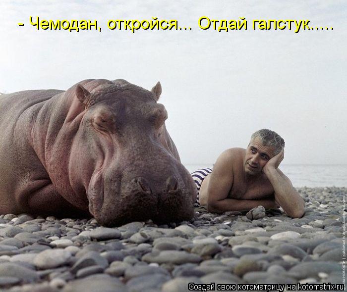 Котоматрица: - Чемодан, откройся... Отдай галстук.....