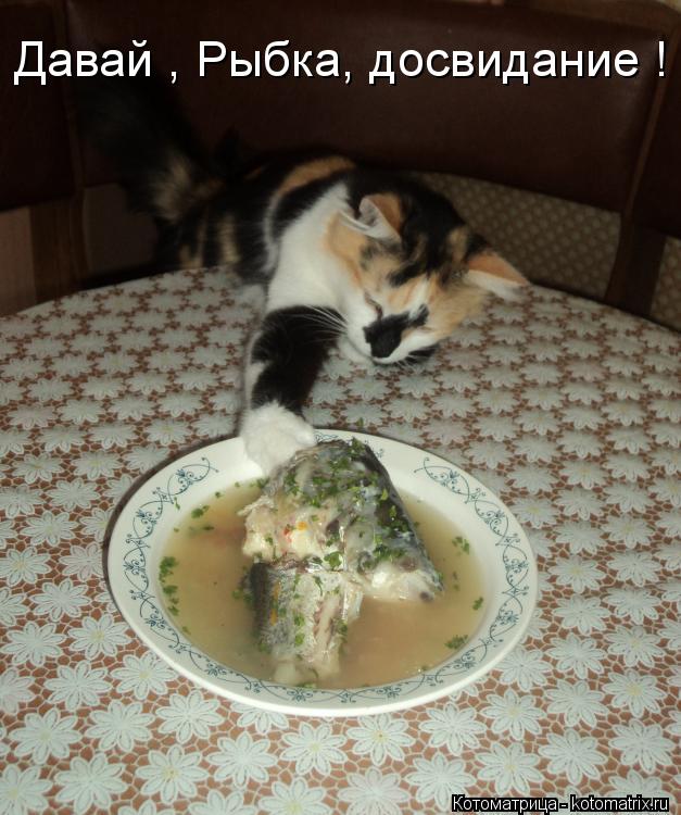 Котоматрица: Давай , Рыбка, досвидание !
