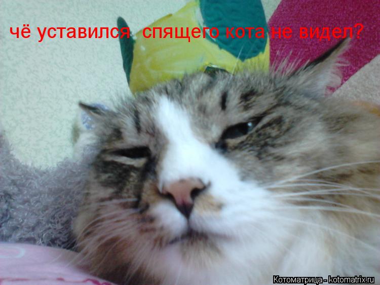 чё уставился спящего кота не видел?... Котоматрица: чё уставился спящего кота не видел?