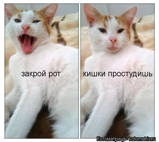 закрой рот кишки простудишь... Котоматрица: закрой рот кишки простудишь