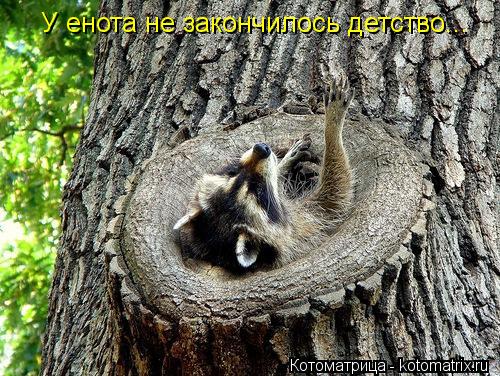 Котоматрица: У енота не закончилось детство...